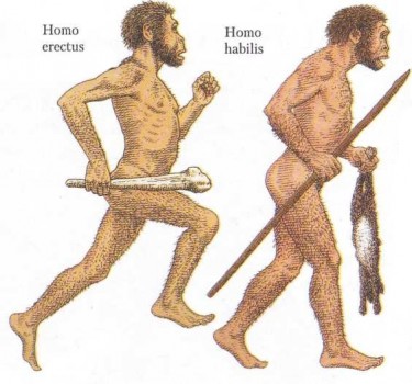 Homo habilis та Homo erectus