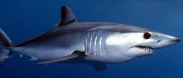 Акула-мако, або чорнокрила акула, або сіро-блакитна оселедцева акула (Isurus oxyrinchus)