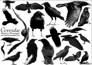 Воронові – родина птахів (Corvidae)