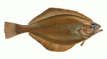 Камбалові – родина риб (Pleuronectidae)