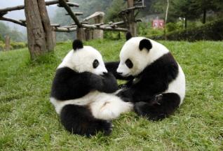 Малюки великої панди