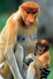 Самка мавпи носач з дитинчам