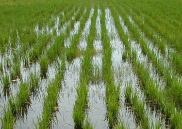Рисова плантація