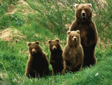 Самка бурого ведмедя з дитинчатами