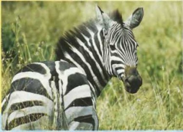 Чорні та білі смуги на тілі зебри